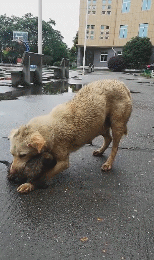 场大雨将狗崽冲走,狗妈费力找到,却被这个问题难住!休闲区蓝鸢梦想 - Www.slyday.coM 场大雨将狗崽冲走,狗妈费力找到,却被这个问题难住!休闲区蓝鸢梦想 - Www.slyday.coM