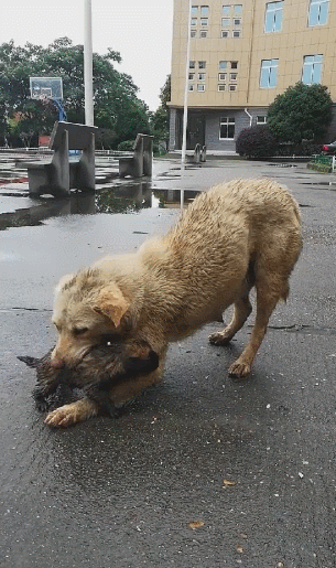 场大雨将狗崽冲走,狗妈费力找到,却被这个问题难住!休闲区蓝鸢梦想 - Www.slyday.coM 场大雨将狗崽冲走,狗妈费力找到,却被这个问题难住!休闲区蓝鸢梦想 - Www.slyday.coM