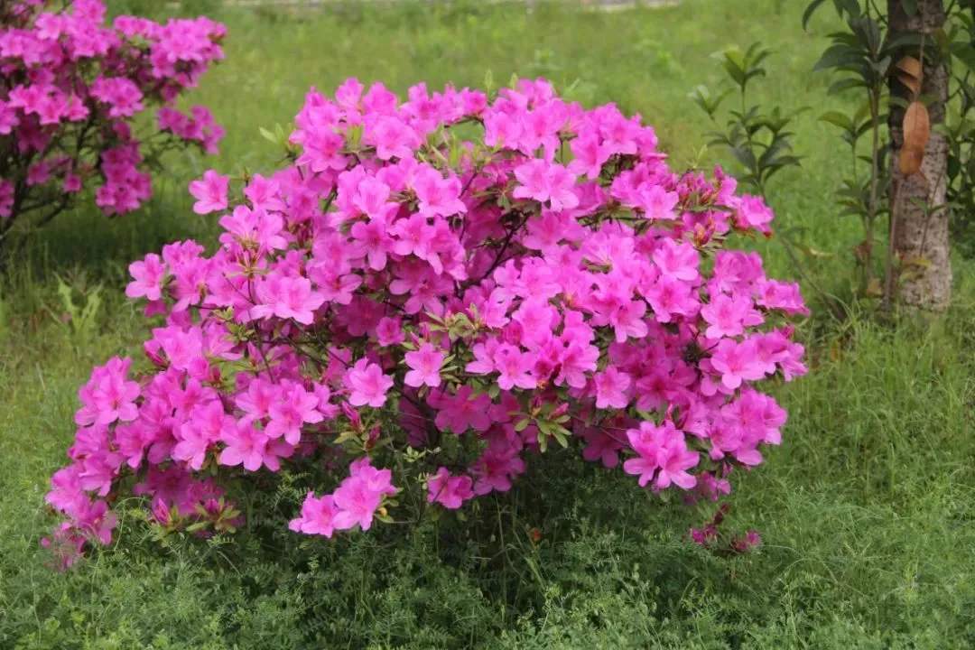 锦绣杜鹃价值高品种珍贵平日怎么养这几个细节很重要