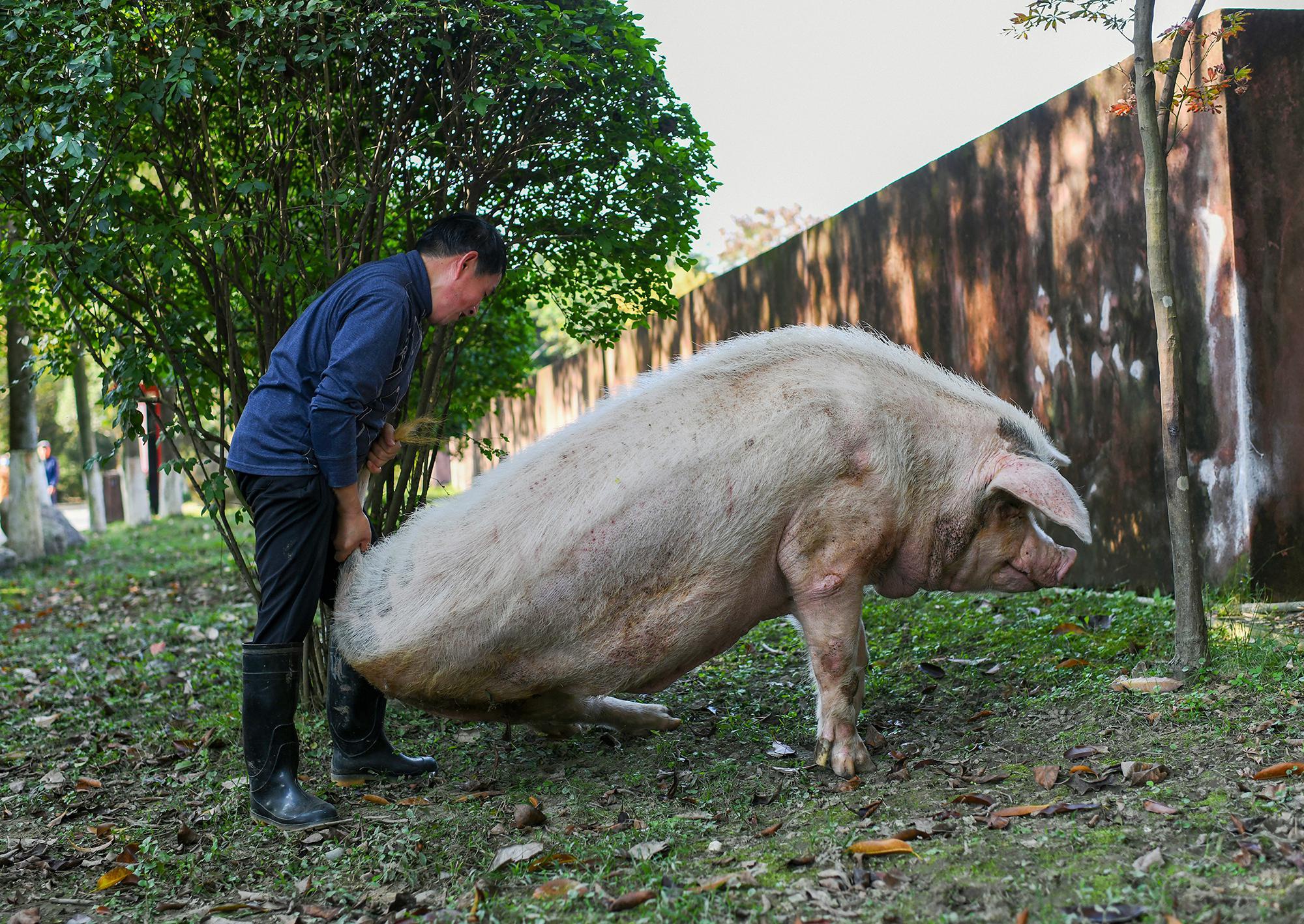 "猪坚强"后腿无力散步需搀扶 睡"床垫"保暖迎最难冬季
