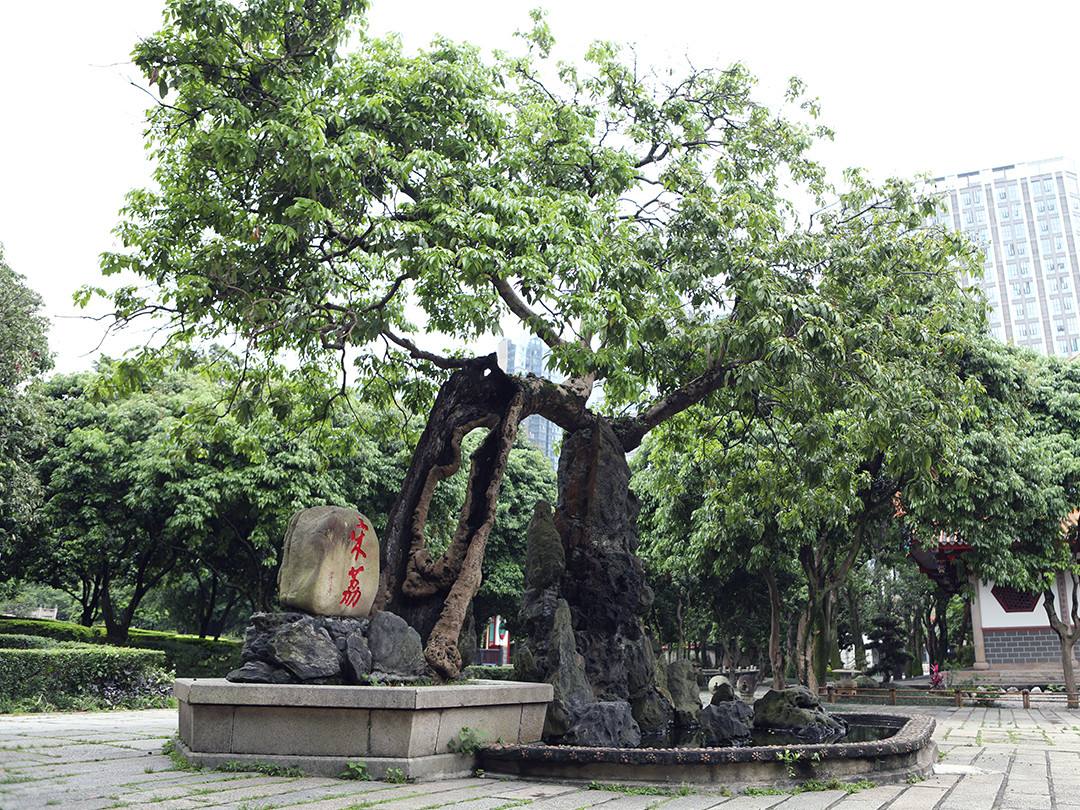福建一座隐于闹市的古寺,镇寺之宝是棵千年荔枝树,味道竟还不错