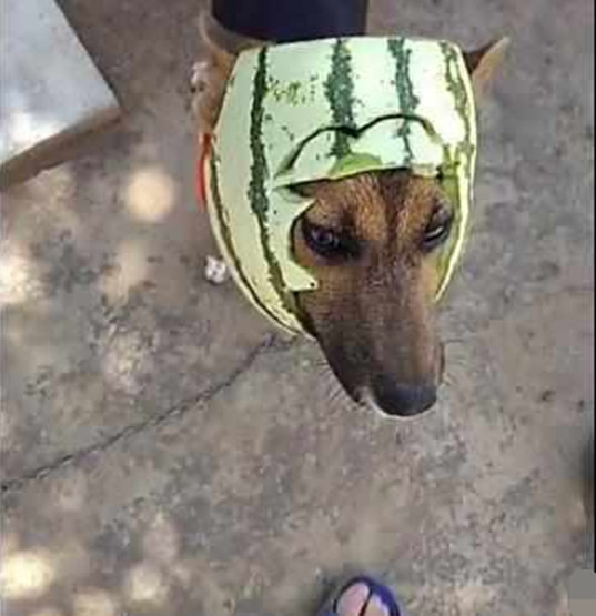 主人怕狗狗中暑脑洞大开将西瓜扣狗子头上狗狗不乐意了