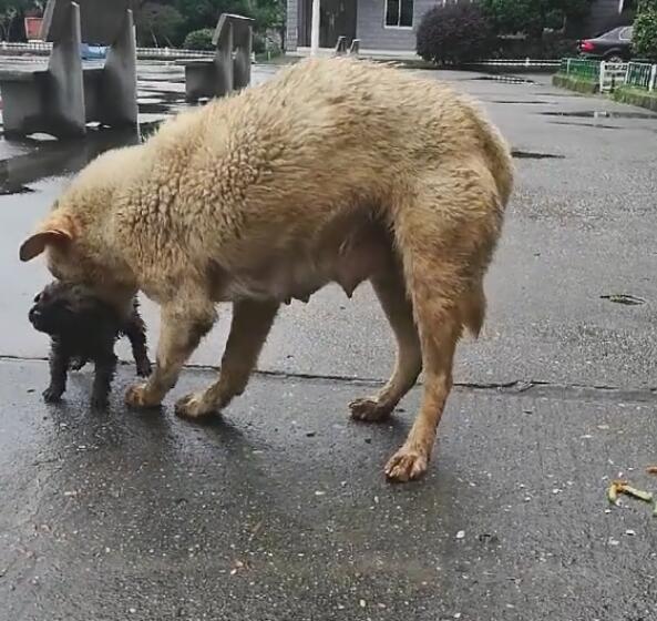 场大雨将狗崽冲走,狗妈费力找到,却被这个问题难住!休闲区蓝鸢梦想 - Www.slyday.coM 场大雨将狗崽冲走,狗妈费力找到,却被这个问题难住!休闲区蓝鸢梦想 - Www.slyday.coM
