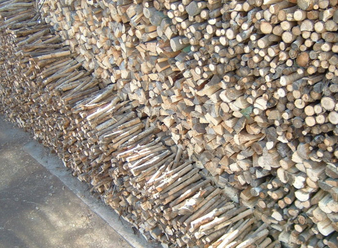 老大爷砍了一堆"柴木",得知后,瞬间乐开了花!