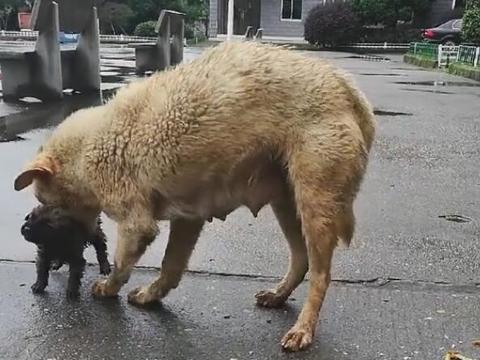 一场大雨将狗崽冲走，狗妈费力找到，却被这个问题难住！休闲区蓝鸢梦想 - Www.slyday.coM
