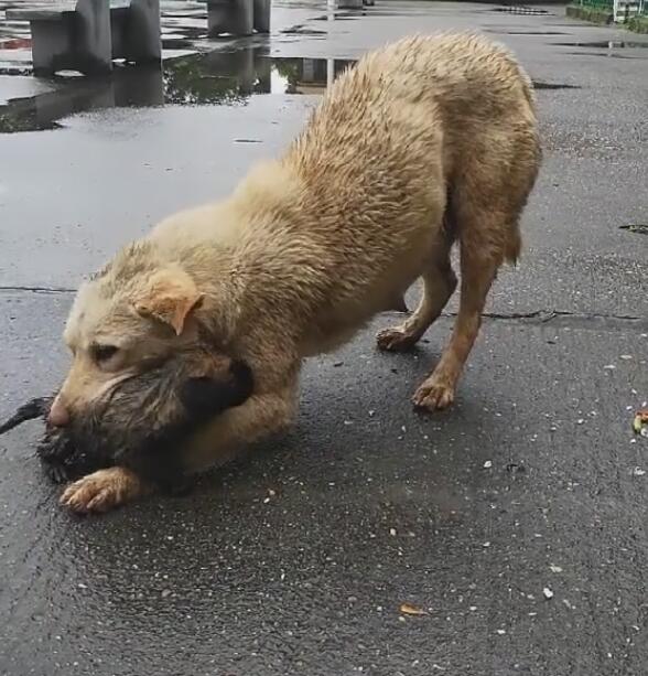 场大雨将狗崽冲走,狗妈费力找到,却被这个问题难住!休闲区蓝鸢梦想 - Www.slyday.coM 场大雨将狗崽冲走,狗妈费力找到,却被这个问题难住!休闲区蓝鸢梦想 - Www.slyday.coM
