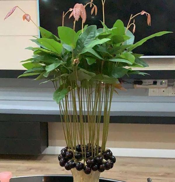 喜欢吃龙眼就在家栽一盆,将果核埋土里,15天就能出芽长根|龙眼|盆栽