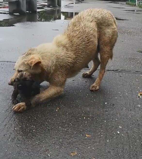 场大雨将狗崽冲走,狗妈费力找到,却被这个问题难住!休闲区蓝鸢梦想 - Www.slyday.coM 场大雨将狗崽冲走,狗妈费力找到,却被这个问题难住!休闲区蓝鸢梦想 - Www.slyday.coM