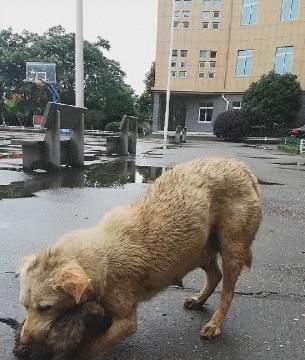一场大雨将狗崽冲走，狗妈费力找到，却被这个问题难住！休闲区蓝鸢梦想 - Www.slyday.coM