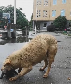 一场大雨将狗崽冲走，狗妈费力找到，却被这个问题难住！休闲区蓝鸢梦想 - Www.slyday.coM