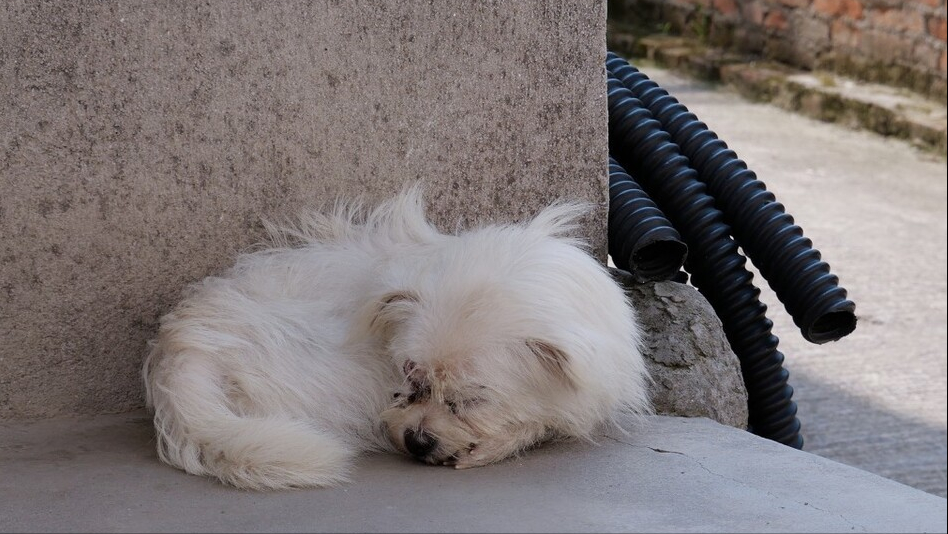 有这些表现的狗狗,说明它快"冻成狗"了