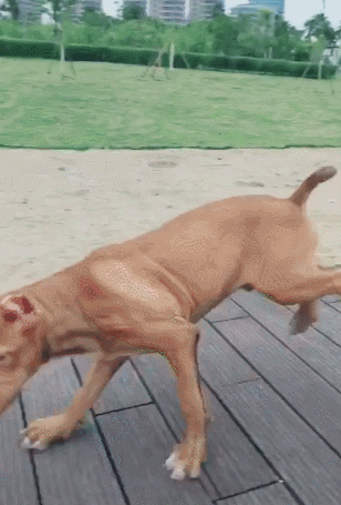 狗狗一路逛跑仅看主子,眼里有主人未必是好事,悲剧来了!