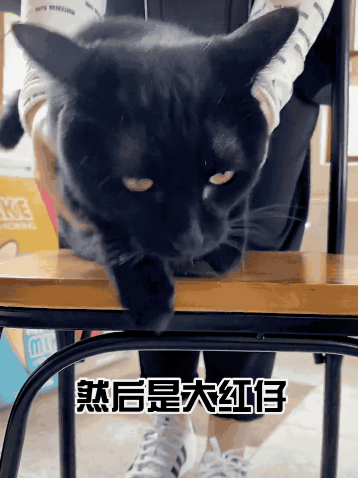 谁还敢笑话黑猫?小心我给你来一枪哈哈哈