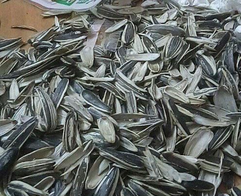 用上2种粉末呼呼窜花,效果忒好|蟹爪兰|粉末|瓜子壳_新浪新闻