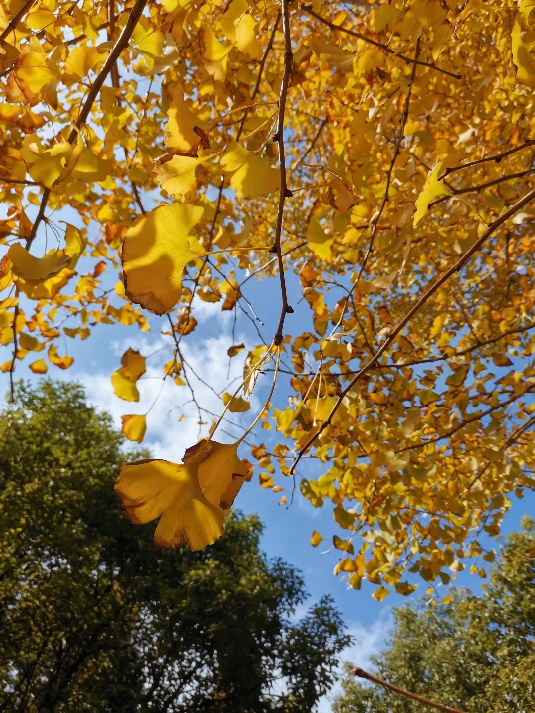 一树灿然满地金黄沪上41所高校银杏美图等你赏