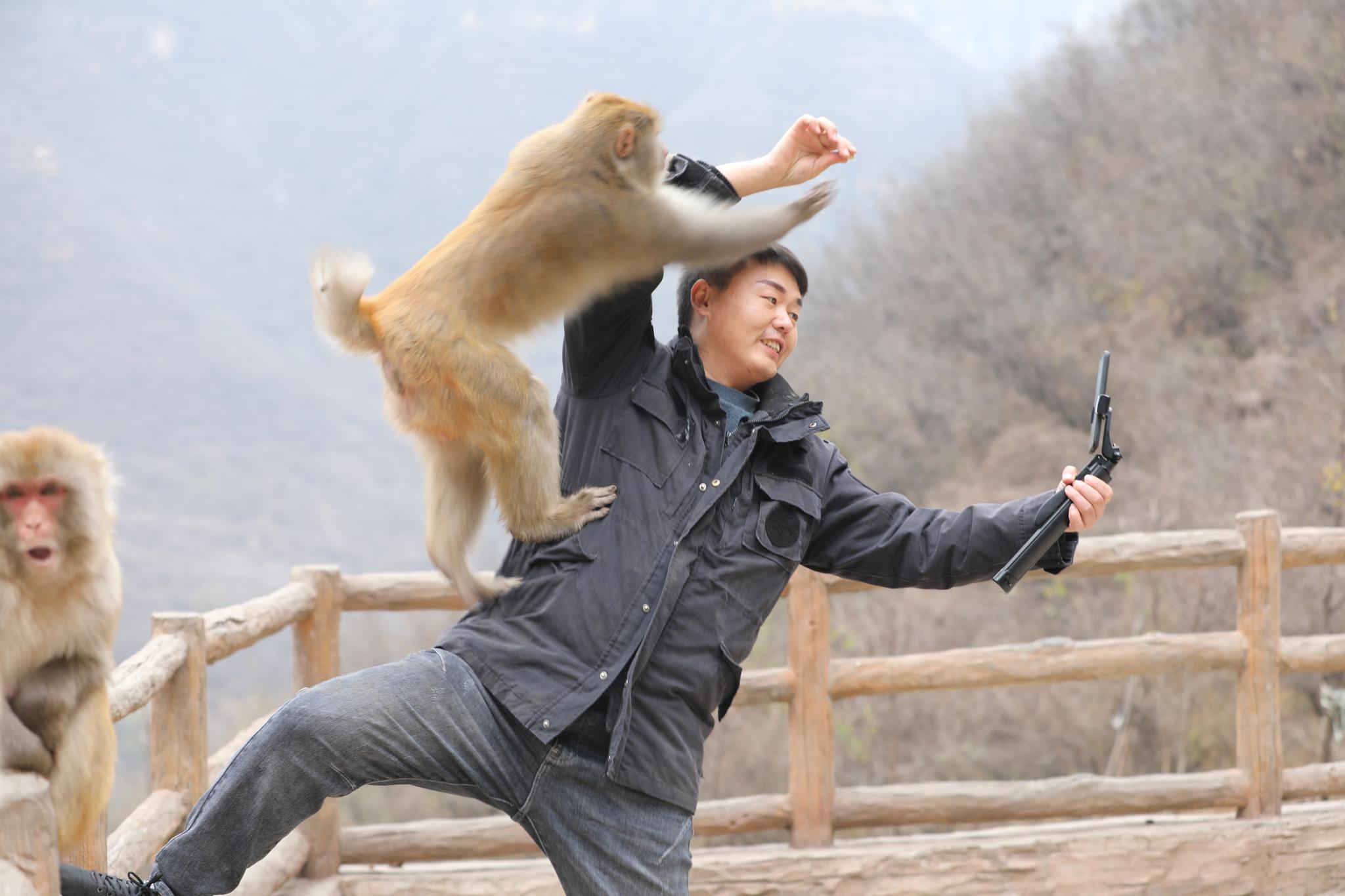 匡振京:太行山中的"猴爸爸"|猴子|猴|猕猴_新浪新闻