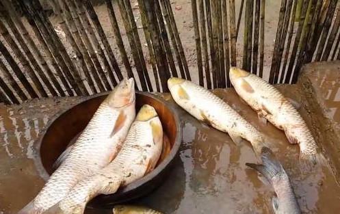 农村人捕鱼从来不用钓, 如此一网下去鱼获很多!