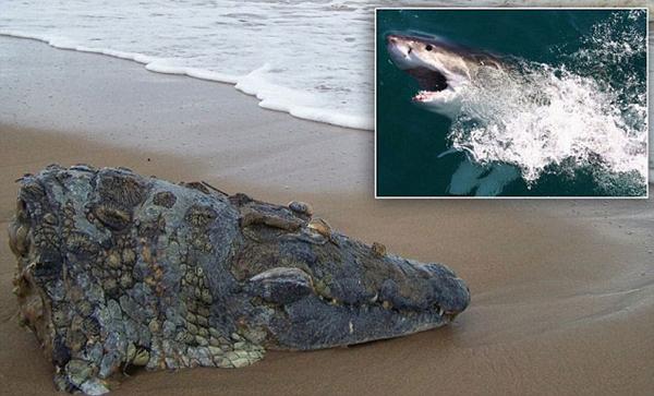 女子海边看见了特别的石头女子细看后不敢靠近