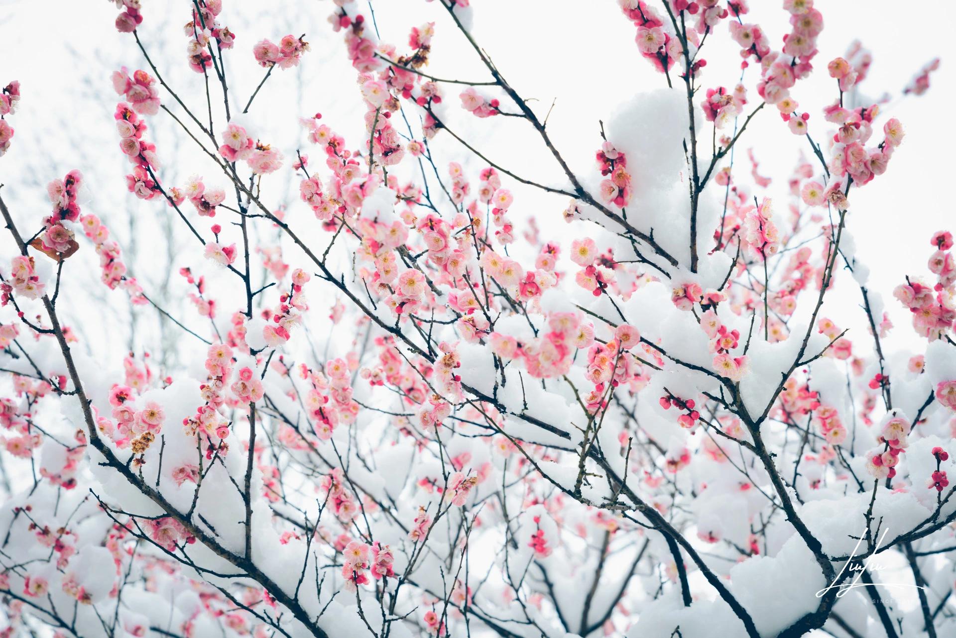 初雪一下半个中国变了模样