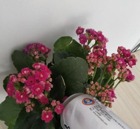 啤酒浇花好不好此2种植物浇一盆死一盆别忽视