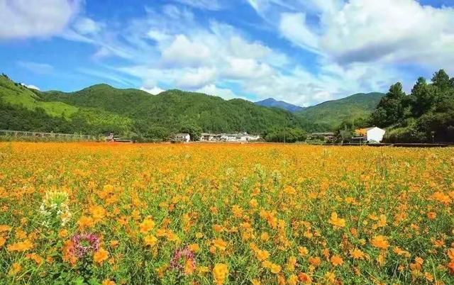 浙江丽水云和石浦花海春天时花海悄然盛开打造特色旅游景区