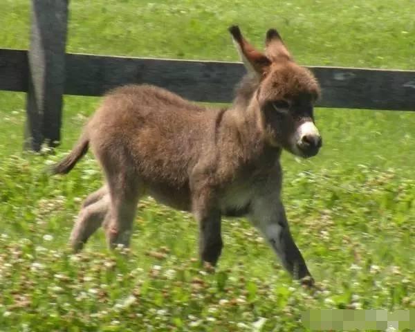 小小的毛驴奔跑在开满鲜花的草地上,一点也想不起来,它就是在农村任劳