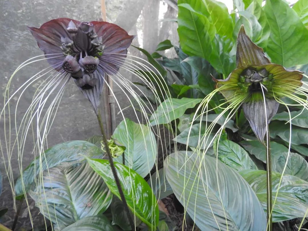 蝙蝠花(black bat flower)也叫"老虎须",它是一种模样非常奇特的观赏