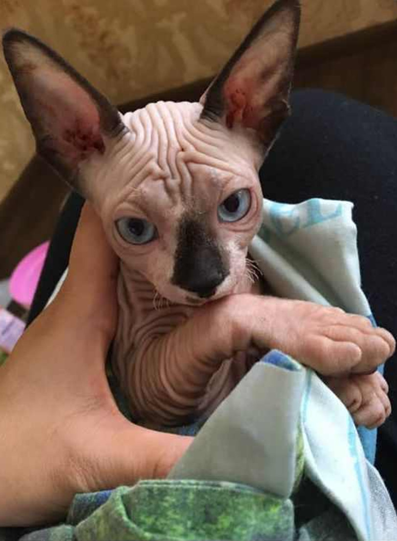 宠物市场买了只奇怪猫,路人看了都吓跑了,懂的人连连称赞!