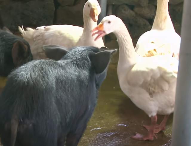 小猪因毛色不同被歧视幸好霸气大鹅保护它让它同吃同住