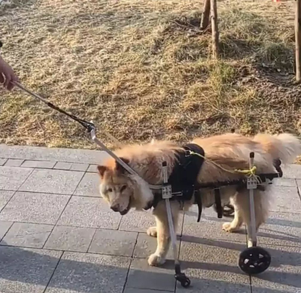 老人给狗弄了套装备,每次遛弯都引人侧目,背后原因让人动容