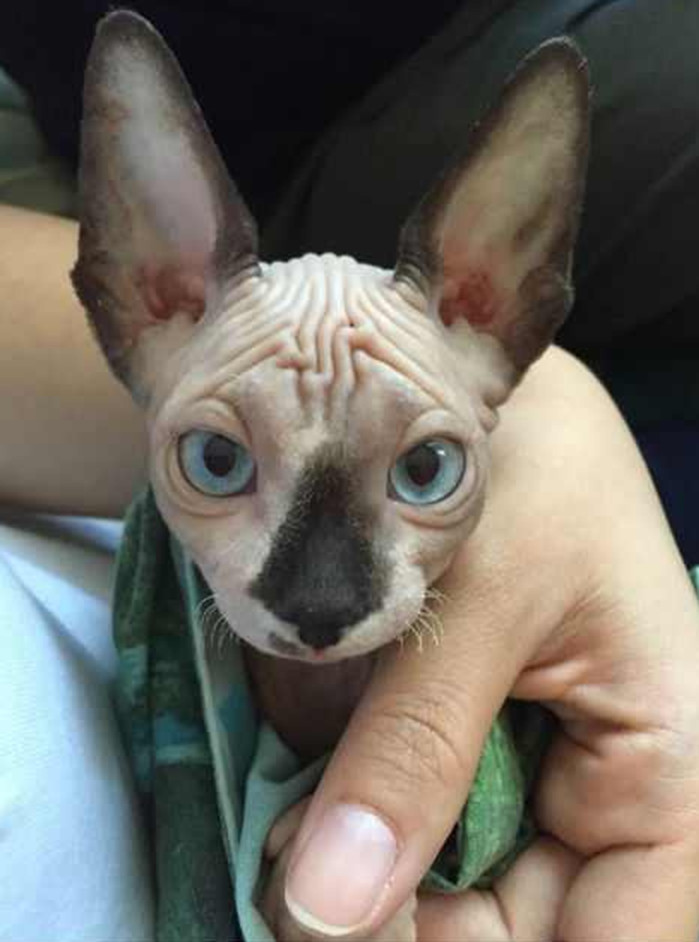 宠物市场买了只奇怪猫,路人看了都吓跑了,懂的人连连称赞!