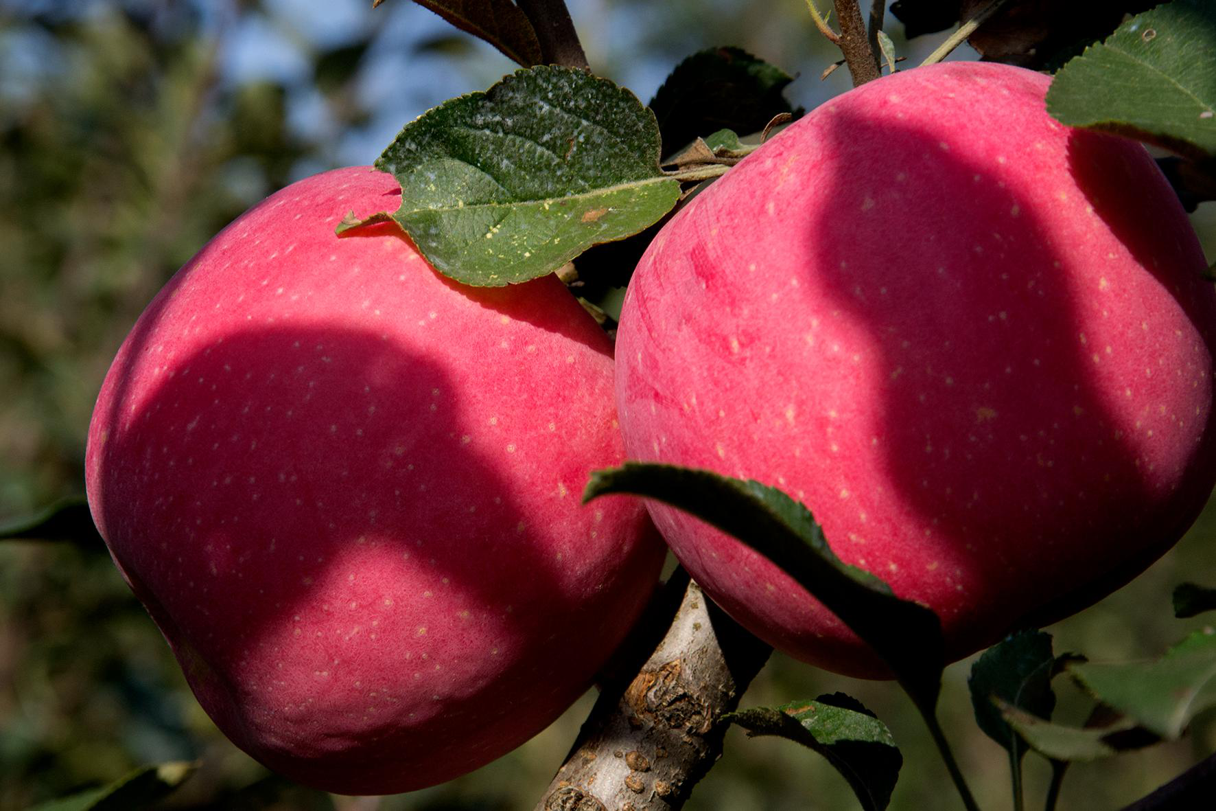 不同品种的红富士种植哪种效益高果农不要把精力都放在这里