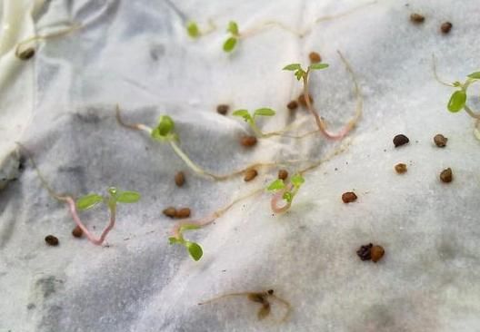 放在温暖的地方进行催芽,一般情况下72小时就能让草莓种子发芽了