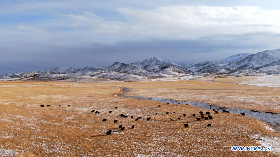 Aerial photo taken on Dec. 6, 2020 shows yaks walking on the Arou grassland after snow in Arou Township of Qilian County, northwest China's Qinghai Province. (Xinhua/Zhang Hongxiang)