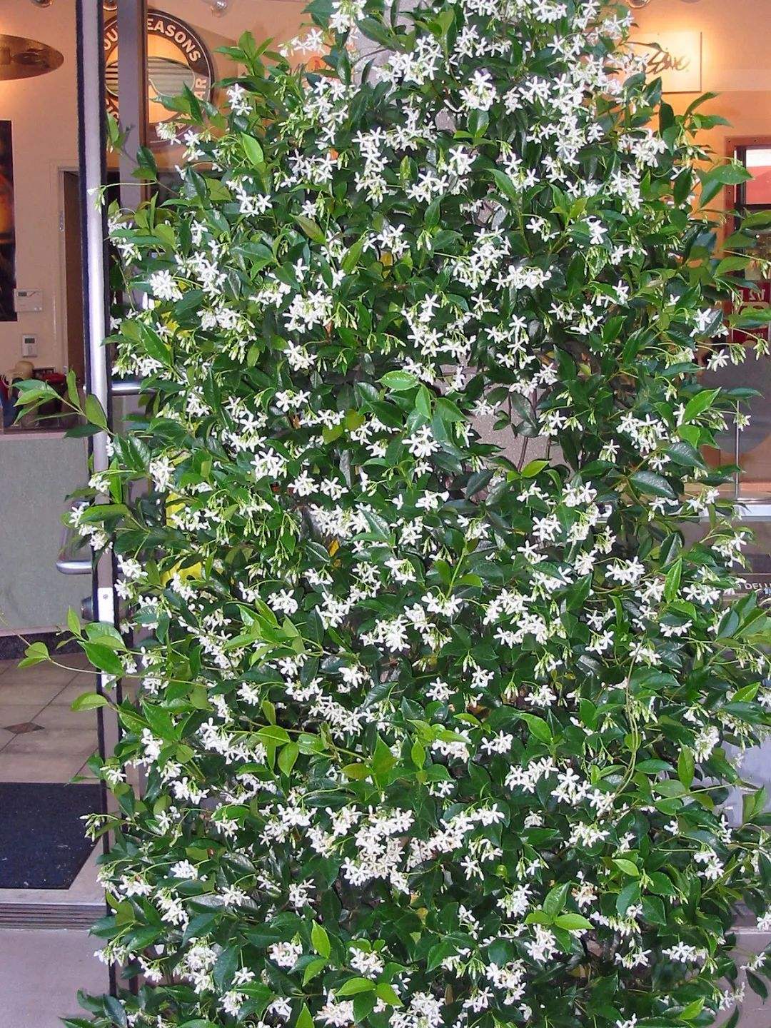 一种极美的藤本植物喜欢爬墙开茉莉花名叫风车茉莉不养可惜了