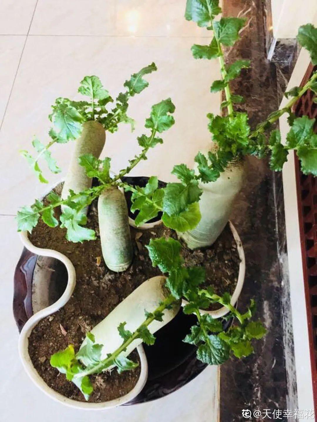 人参萝卜开花了,我种的花,都是这么奇奇怪怪!