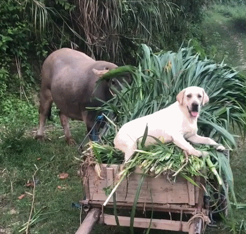 狗狗帮主人放牛狗躺草堆里啃连看牛边吃草