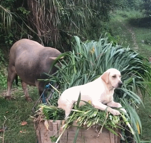 狗狗帮主人放牛狗躺草堆里啃连看牛边吃草
