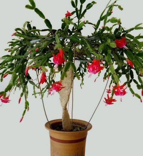 居家养花:自己动手嫁接仙人掌,长寿花,是什么神仙操作?