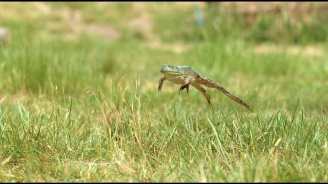 慢镜头下跳跃的青蛙