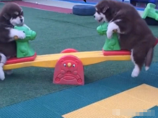 铲屎官"恶搞"狗狗,让两只狗狗玩跷跷板,狗狗的反应亮了