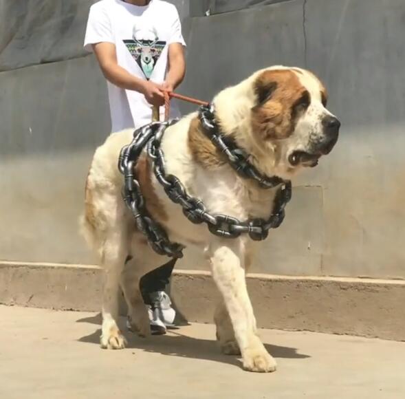 为了防止这只大狗将主人拉走,主人一旦被拉走,完全