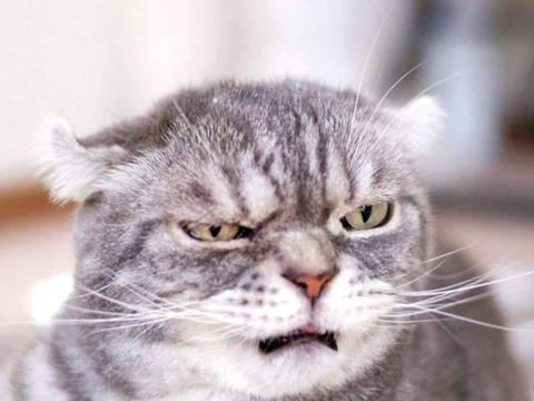主人有只凶神恶煞的猫咪,神情自带老大气质,嚣张气场太强大了
