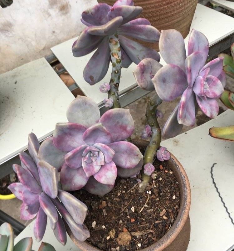 养紫乐这种多肉有3招爆崽爆侧芽还能长成悬崖桩