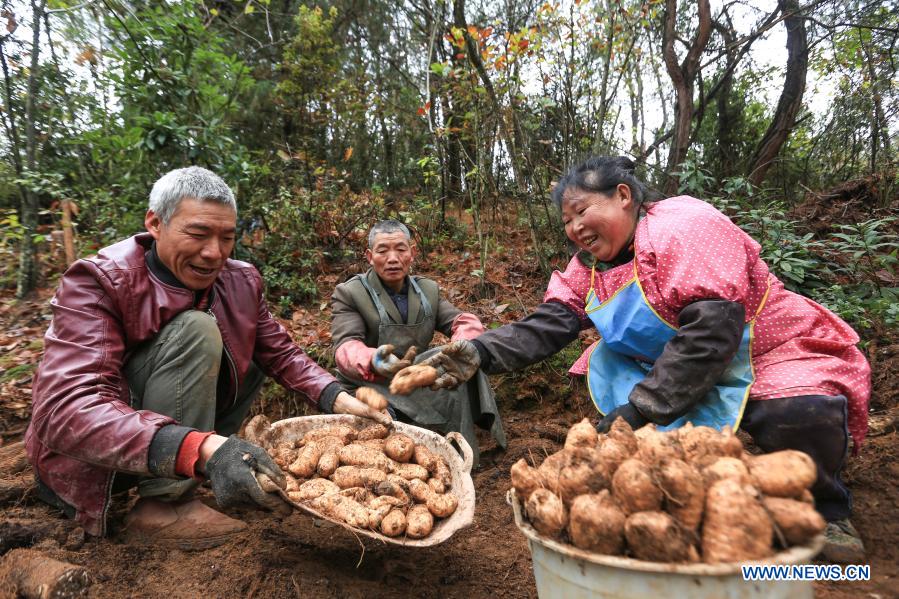 Wu Daoyuan (L), who has a disability in left leg, collects gastrodia elata with villagers at Qixingguan District of Bijie City, southwest China's Guizhou Province, Dec. 3, 2020. All 488,000 registered impoverished disabled people in Guizhou had been lifted out of poverty, data from provincial disabled persons' federation showed recently. (Photo by Wang Chunliang/Xinhua)