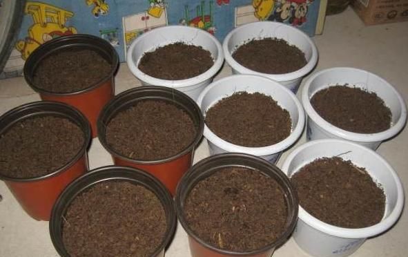 家里养花该如何自制营养土?2个诀窍,让植物叶片绿,疯狂开花