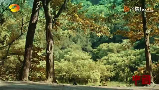 看完才知道原来庄子可能是最爱鱼的哲学家……_新浪新闻