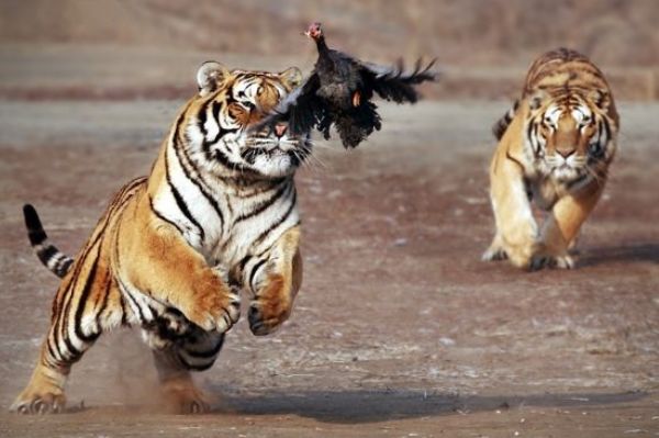 属虎人财运飙涨,运势逆天,横财追着跑,闷声发大财,2020年的运势正是