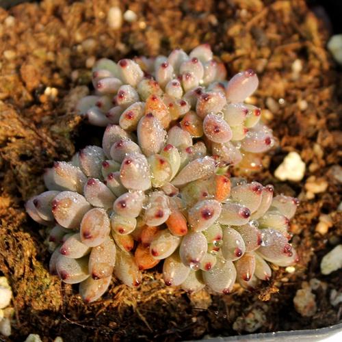 多肉植物黑莓怎么养好?