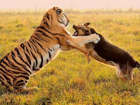 老虎从小和狗狗一起生活,结果长大后老虎的兽性竟被狗狗驯化了